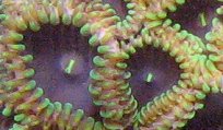 Mat Zoanthid