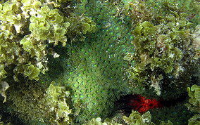 Mat Zoanthid - Zoanthus pulchellus