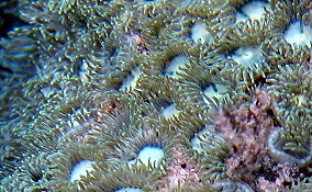 Mat Zoanthid - Zoanthus pulchellus