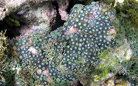 Mat Zoanthid - Zoanthus pulchellus