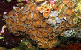 Mat Zoanthid