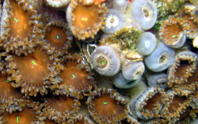 Mat Zoanthid - Zoanthus sp.