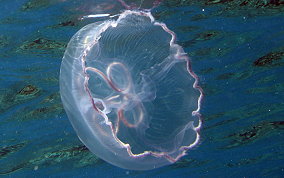 Moon Jellyfish - Aurelia aurita