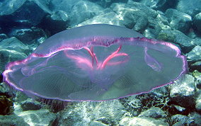 Moon Jellyfish - Aurelia aurita