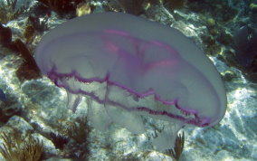 Moon Jellyfish - Aurelia aurita