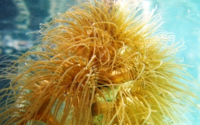 Pale Anemone - Aiptasia tagetes