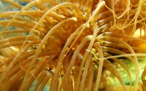 Pale Anemone - Aiptasia tagetes