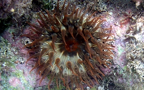 Red Warty Sea Anemone - Bunodosoma granulifera 