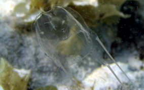 Sea Wasp