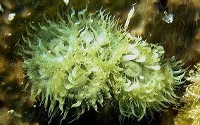 Sponge sea anemone