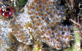 Sponge Zoanthid