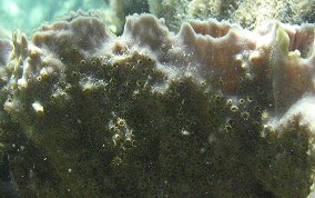 Sponge Zoanthid