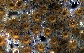 Sponge Zoanthid