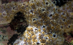 Sponge Zoanthid