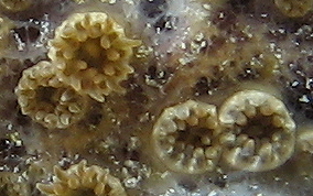 Sponge Zoanthid