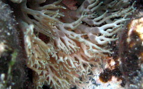 Stinging Sea Anemone - Lebrunia danae