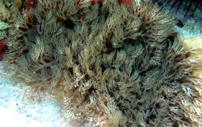 Stinging Sea Anemone - Lebrunia danae