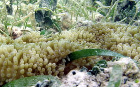 Sun Anemone - Stichodactyla helianthus