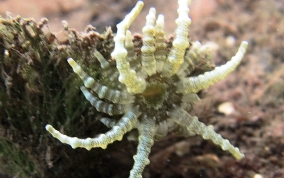 Turtle Grass Anemone - Viatrix globulifera