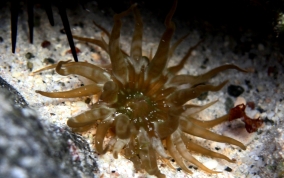 Unknown Anemone