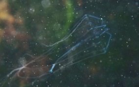 Unknown Jelly Cnidarian