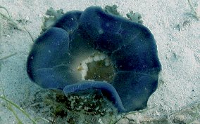 Upsidedown Jellyfish - Cassiopia frondosa 