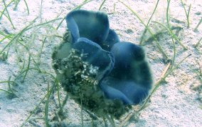 Upsidedown Jellyfish - Cassiopia frondosa 