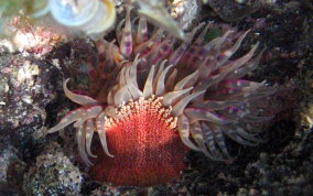 Red Warty Sea Anemone - Bunodosoma granulifera 