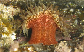 Red Warty Sea Anemone - Bunodosoma granulifera 