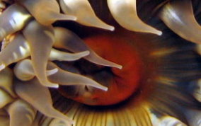 Red Warty Sea Anemone - Bunodosoma granulifera 