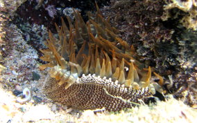 American Warty - Bunodosoma cavernata