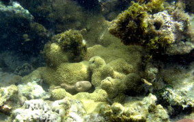 White Encrusting Zoanthid - Palythoa caribaeorum 