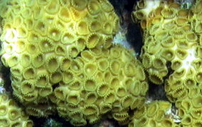 White Encrusting Zoanthid - Palythoa caribaeorum 