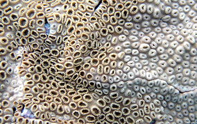 White Encrusting Zoanthid - Palythoa caribaeorum 