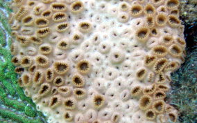 White Encrusting Zoanthid