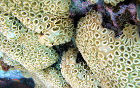 White Encrusting Zoanthid - Palythoa caribaeorum 