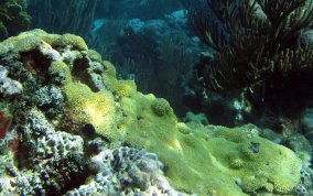 White Encrusting Zoanthid - Palythoa caribaeorum 