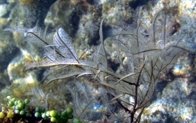 White Stinging Hydroid - Macrorhynchia philippia