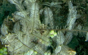 White Stinging Hydroid - Macrorhynchia philippia