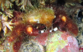 Banded Clinging Crab - Mithrax cinctimanus - USVI Caribbean