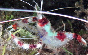 Banded Coral Shrimp - Stenopus hispidus