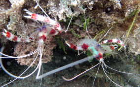 Banded Coral Shrimp - Stenopus hispidus