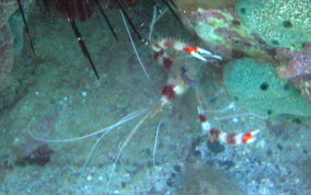 Banded Coral Shrimp - Stenopus hispidus