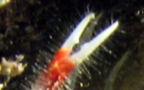 Banded Coral Shrimp - Stenopus hispidus