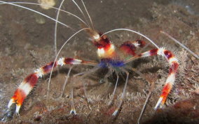 Banded Coral Shrimp