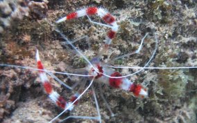 Banded Coral Shrimp - Stenopus hispidus