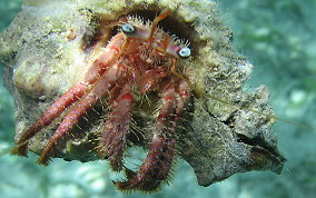 Bareye Hermit Crab - Dardanus focosus