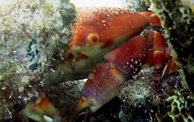 Batwing Coral Crab - Carpilius corallinus