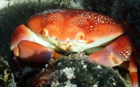 Batwing Coral Crab - Carpilius corallinus