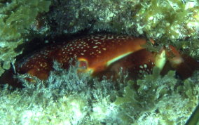 Batwing Coral Crab - Carpilius corallinus